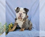 Small Photo #1 English Bulldog Puppy For Sale in COCHRANVILLE, PA, USA