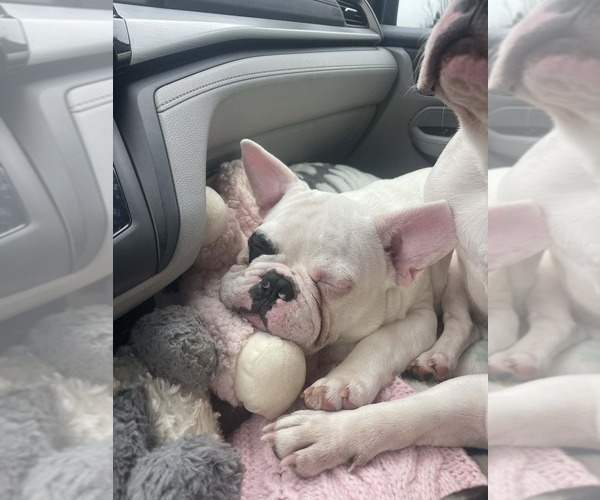 Medium Photo #5 French Bulldog Puppy For Sale in CINCINNATI, OH, USA