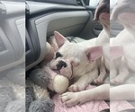 Small #4 French Bulldog