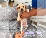 Small Chug