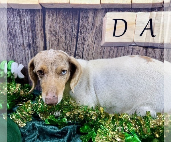 Medium Photo #7 Dachshund Puppy For Sale in CASSVILLE, MO, USA