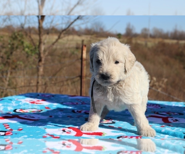 Medium Photo #32 Goldendoodle Puppy For Sale in UNION CITY, TN, USA