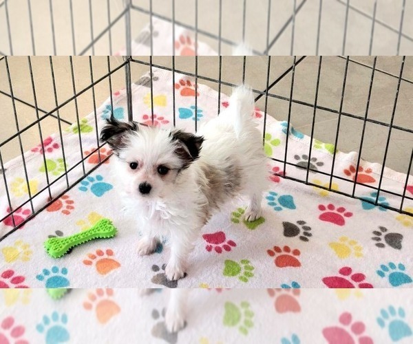 Medium Photo #14 Papitese Puppy For Sale in ORO VALLEY, AZ, USA