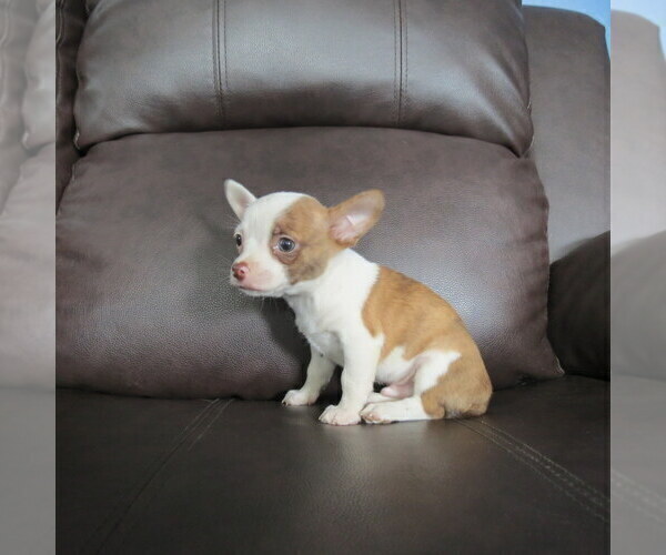 Medium Photo #5 Chihuahua Puppy For Sale in HAYES, VA, USA