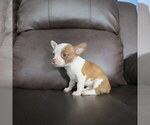 Small #4 Chihuahua