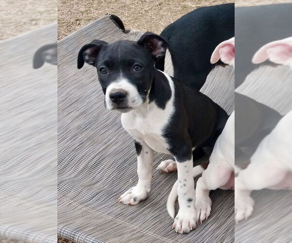 Medium Photo #10 Boxer-Unknown Mix Puppy For Sale in Mooresville, NC, USA