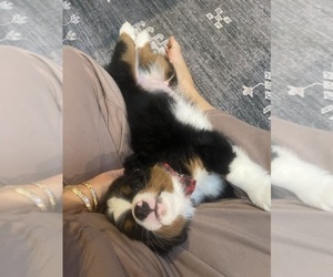 Medium Bernedoodle (Miniature)-Bernese Mountain Dog Mix