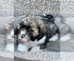 Puppy Marley Zuchon