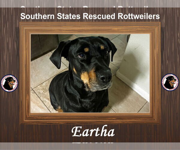Medium Photo #1 Rottweiler-Unknown Mix Puppy For Sale in White Hall, AR, USA