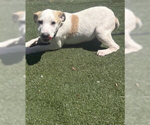 Pointer-Unknown Mix Dogs for adoption in Texas City, TX, USA