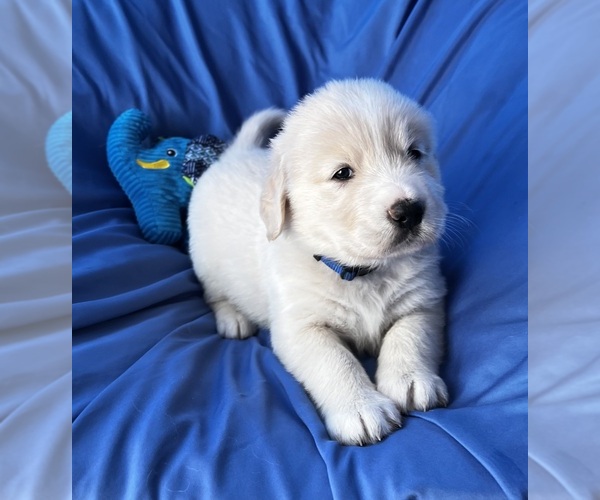 Medium Photo #1 Golden Labrador Puppy For Sale in LIVE OAK, FL, USA