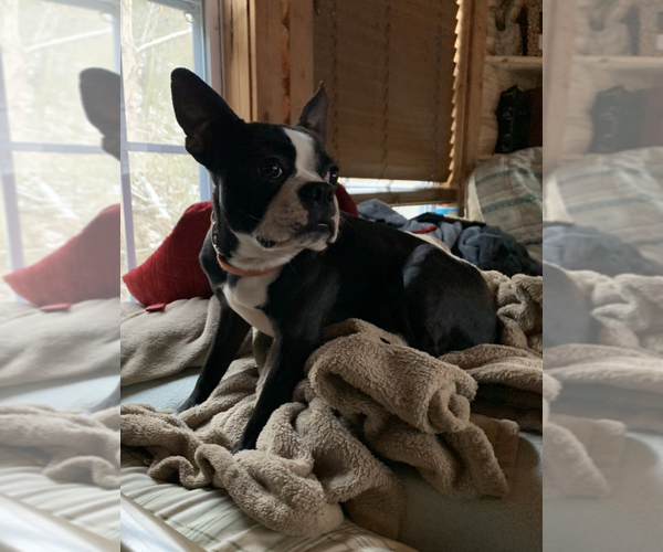 Medium Photo #1 Boston Terrier Puppy For Sale in ROWDY, KY, USA