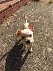 Chihuahua Puppy for sale in BELLINGHAM, WA, USA