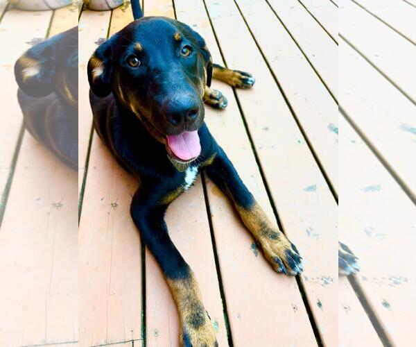 Medium Photo #4 Mutt Puppy For Sale in Shelburne, VT, USA