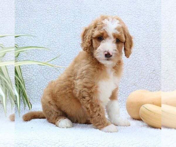 Medium Photo #1 Goldendoodle Puppy For Sale in NARVON, PA, USA