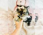 Small #3 Pomeranian