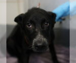 JACK - Male Border Collie-Unknown Mix Dog for Adoption - Small photo