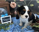 Small #3 Cavalier King Charles Spaniel