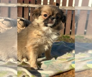 Jatzu Puppy for sale in SALEM, OR, USA
