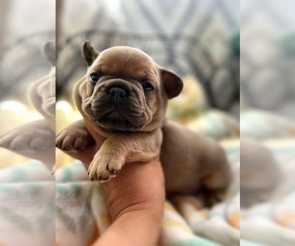 Medium Photo #4 French Bulldog Puppy For Sale in OJAI, CA, USA