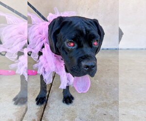 Mutt Dogs for adoption in Goodyear, AZ, USA
