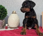 Small Photo #26 Doberman Pinscher Puppy For Sale in GOSHEN, IN, USA