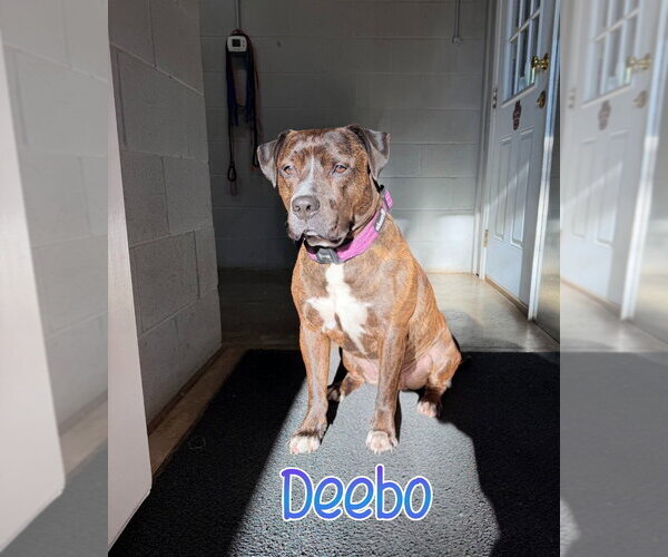 Medium Photo #14 American Staffordshire Terrier-Mastiff Mix Puppy For Sale in Port Clinton, OH, USA