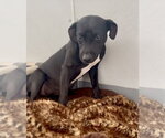 Small Photo #18 Labrador Retriever-Unknown Mix Puppy For Sale in Mount Laurel, NJ, USA