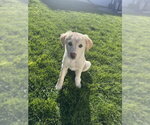 Small Photo #4 Mutt Puppy For Sale in Sandy, UT, USA