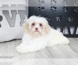 Havanese Puppy for sale in MARIETTA, GA, USA