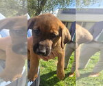 Small Photo #2 Australian Shepherd-Black Mouth Cur Mix Puppy For Sale in Salt Lake City, UT, USA