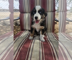 Australian Shepherd Puppy for sale in PHOENIX, AZ, USA