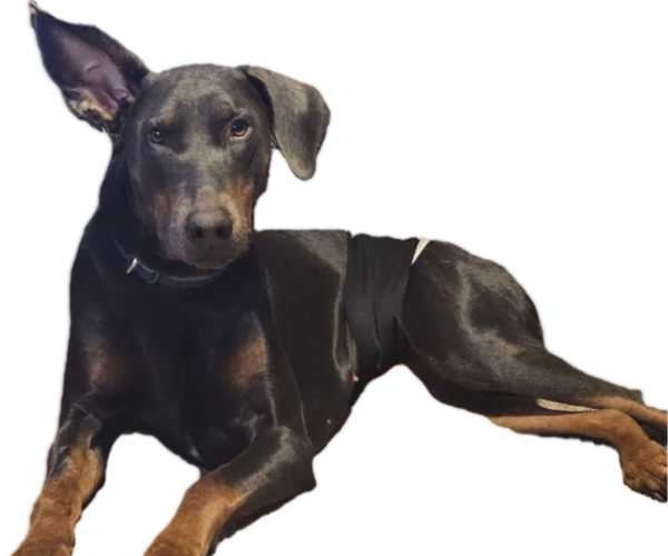 Medium Photo #1 Doberman Pinscher Puppy For Sale in CLINTON, OH, USA