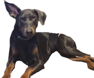 Father of the Doberman Pinscher puppies born on 01/01/2026