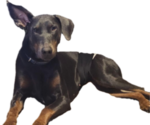 Small Photo #1 Doberman Pinscher Puppy For Sale in CLINTON, OH, USA