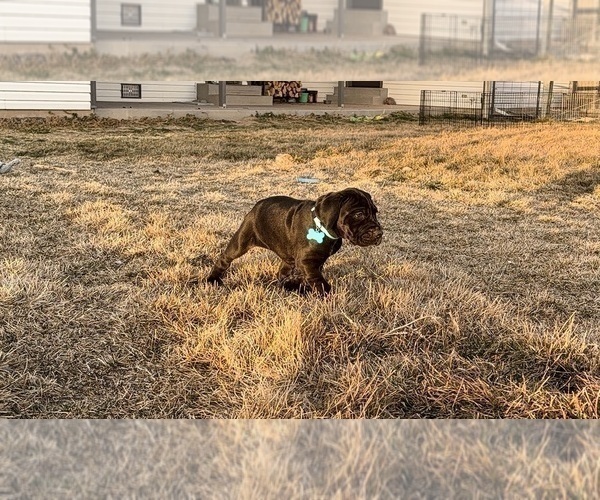 Medium Photo #37 Great Dane Puppy For Sale in OLATHE, CO, USA