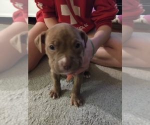 American Pit Bull Terrier Puppy for sale in AKRON, OH, USA