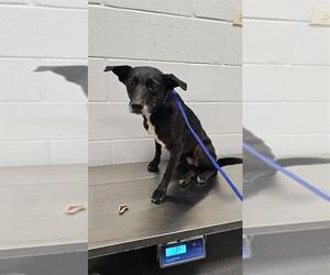 Labrador Retriever Dogs for adoption in Corpus Christi, TX, USA