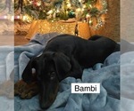 Small #2 Doberman Pinscher