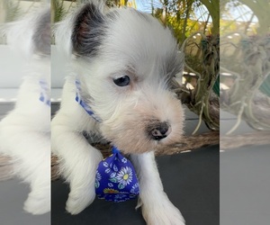 Medium Schnauzer (Miniature)