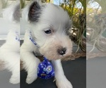 Small Schnauzer (Miniature)