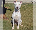 Small #4 American Staffordshire Terrier-Bull Terrier Mix