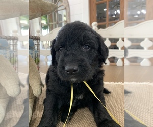 Goldendoodle Puppy for sale in SUMNER, TX, USA