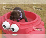 Small Photo #2 Labrador Retriever Puppy For Sale in SANGER, TX, USA