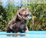 Small #13 ShihPoo