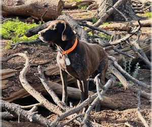 German Shorthaired Pointer Puppy for sale in LAKE GEORGE, CO, USA