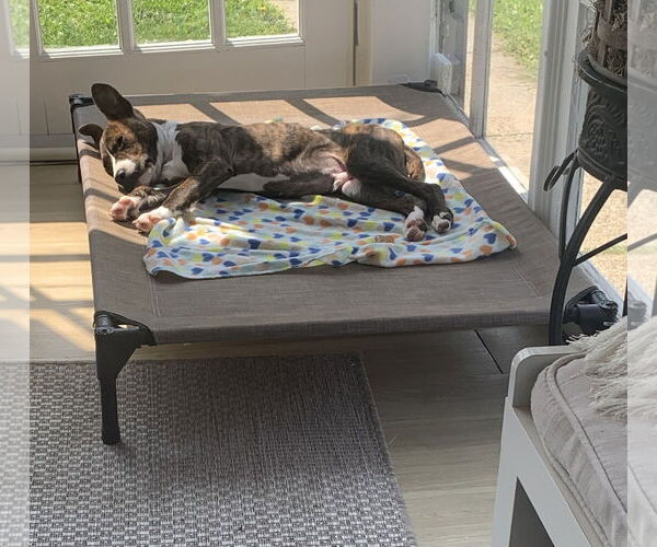 Medium Photo #12 American Pit Bull Terrier-Mountain Cur Mix Puppy For Sale in Oakhurst, NJ, USA