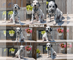 Image preview for Ad Listing. Nickname: Litter of 7