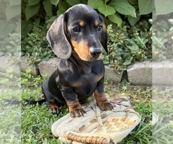 Medium Photo #4 Dachshund Puppy For Sale in MIDDLEBURY, IN, USA