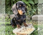 Reilly - Male Dachshund Puppy for Sale - Photo #4